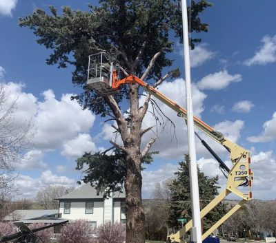 tree removal prescott