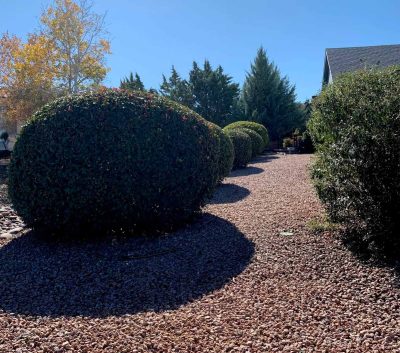 Bushes Trimming and Maintenance Prescott