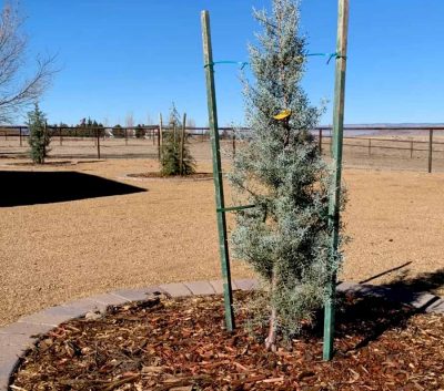 New Tree Installation in Prescott AZ