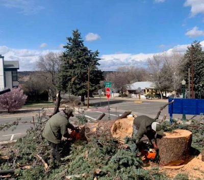 Tree Removal Service in Prescott, AZ